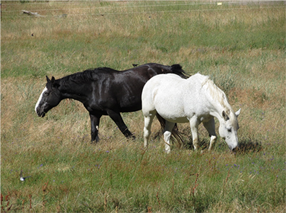 black horse and white horse in a field