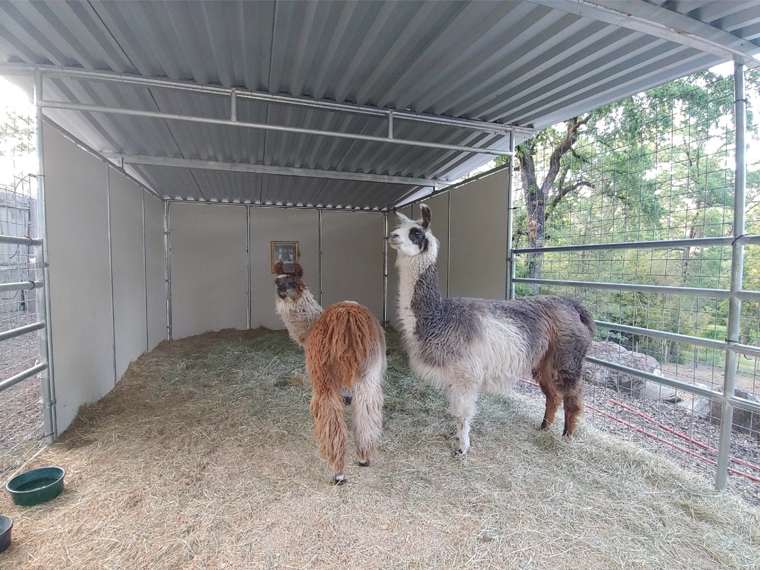 two llamas standing next to each other in a shelter